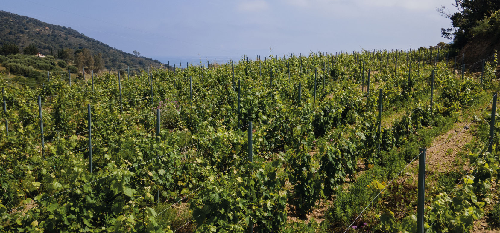 Lenzowinery_madeinsicily_header